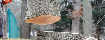 Best Tree Health Inspection  in Mannington, WV