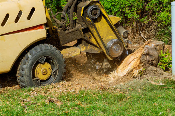 Best Lawn Pest Prevention  in Mannington, WV