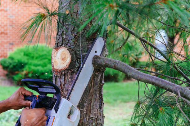 Best Tree Maintenance Programs  in Mannington, WV