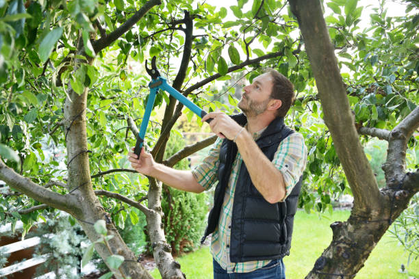 Best Tree Risk Assessment  in Mannington, WV